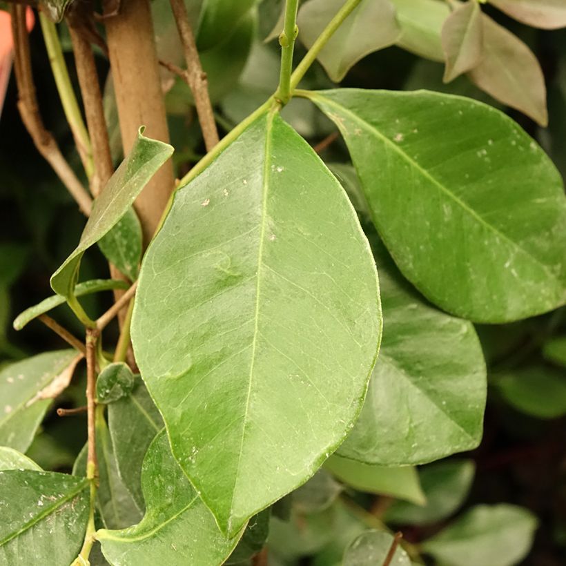 Guaiava - Psidium cattleianum (Fogliame)