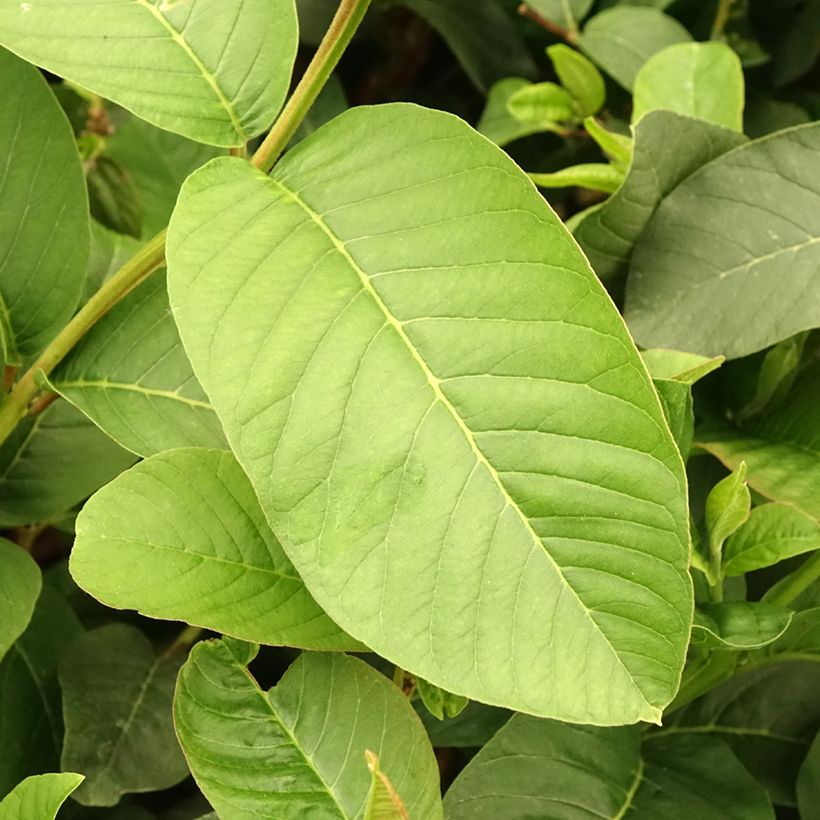 Guaiava Limon - Psidium guajava (Fogliame)