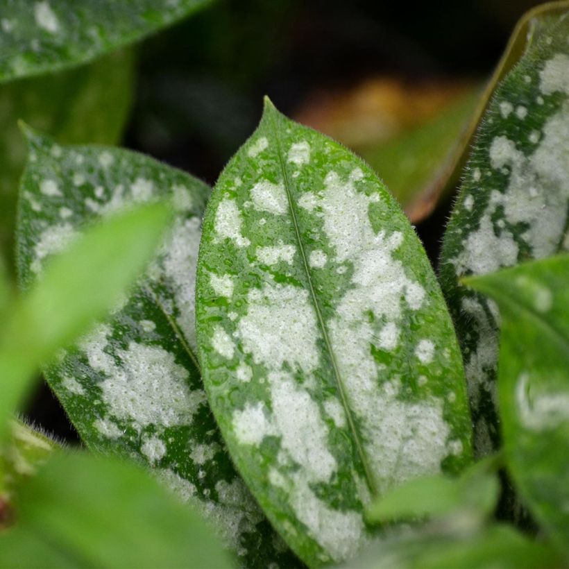 Pulmonaria Opal (Fogliame)