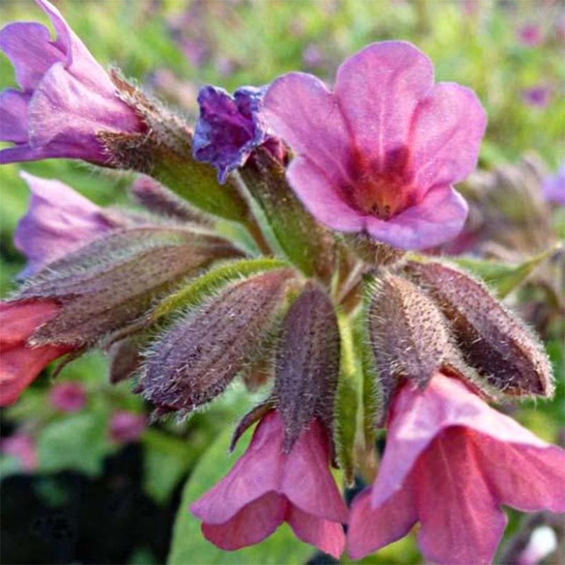 Pulmonaria Victorian Brooch (Fioritura)