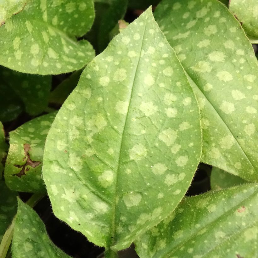 Pulmonaria saccharata Mrs Moon - Polmonaria chiazzata (Fogliame)