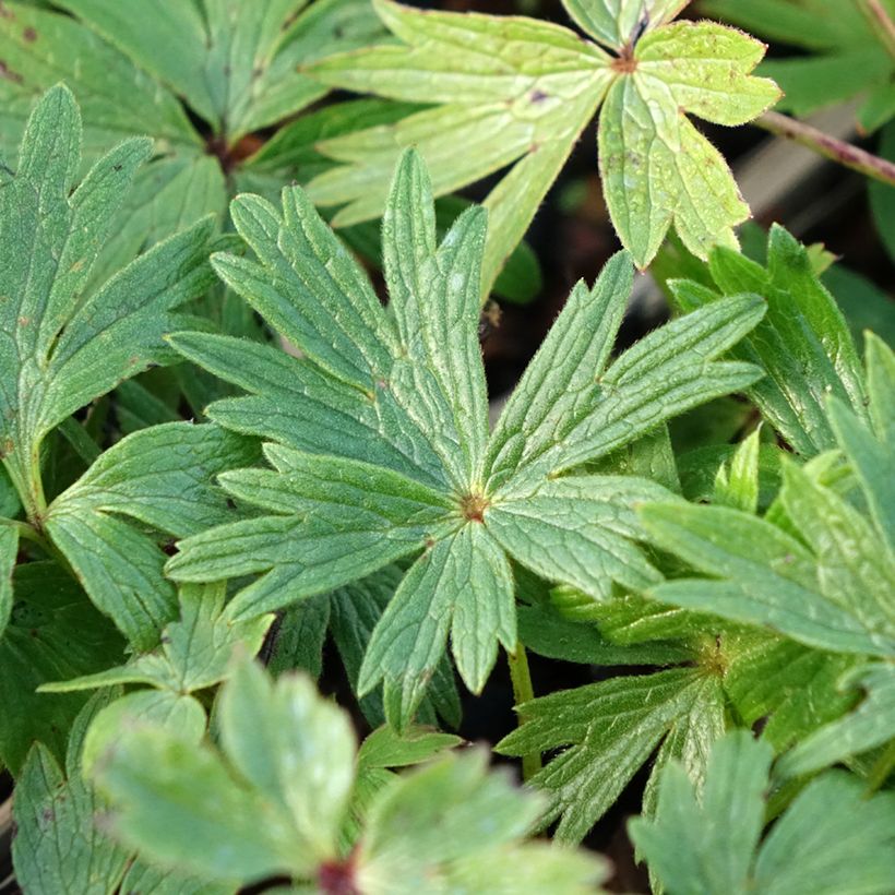 Pulsatilla patens (Fogliame)