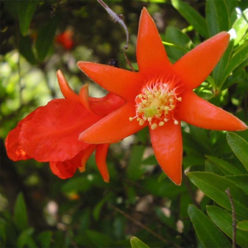 Melograno Fina Tendral - Punica granatum (Fioritura)