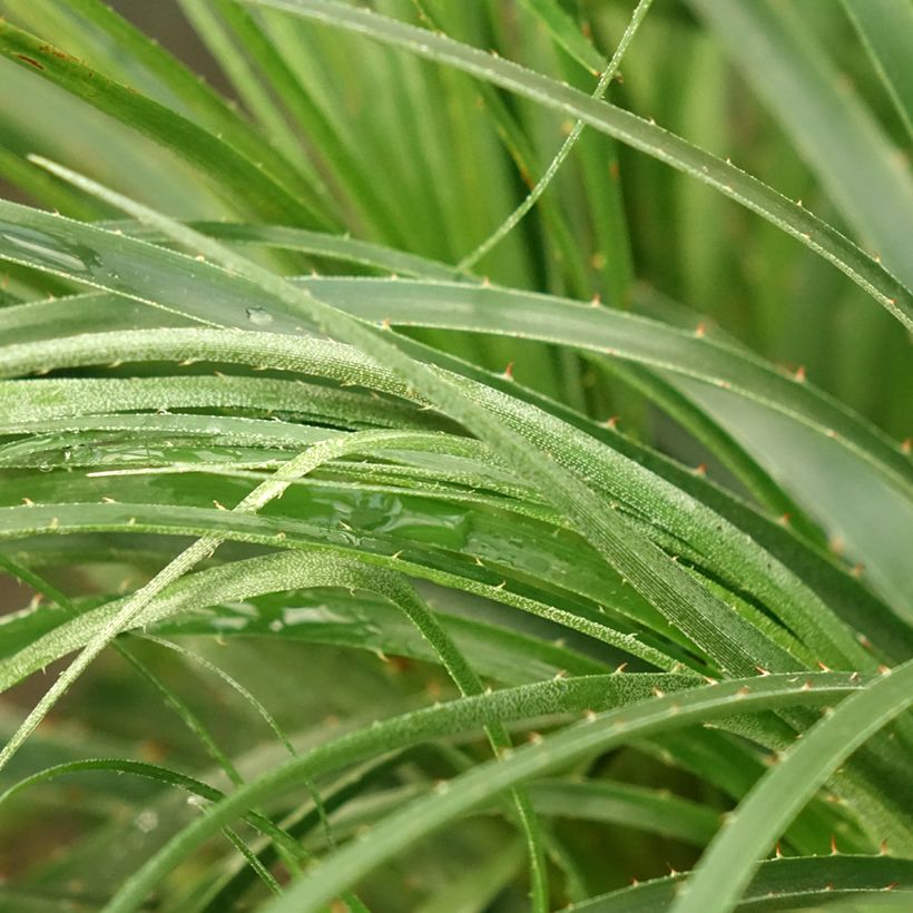 Puya mirabilis (Fogliame)