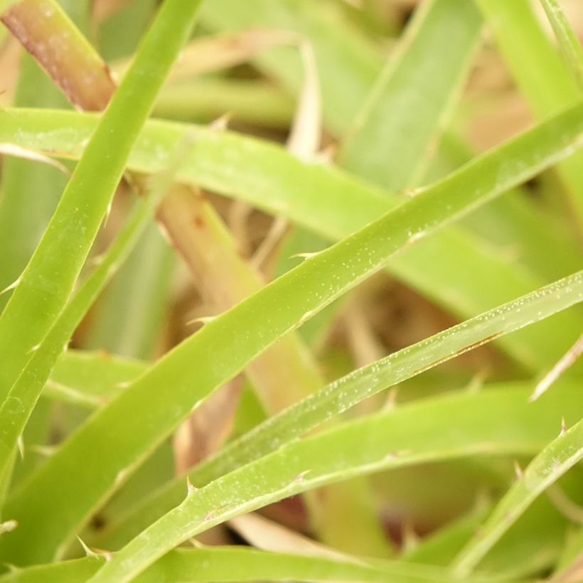 Puya weberbaueri (Fogliame)