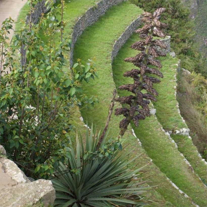 Puya weberbaueri (Porto)