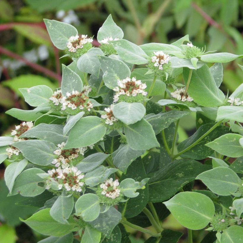 Pycnanthemum muticum - Menta di montagna (Fogliame)