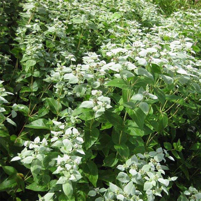 Pycnanthemum muticum - Menta di montagna (Porto)