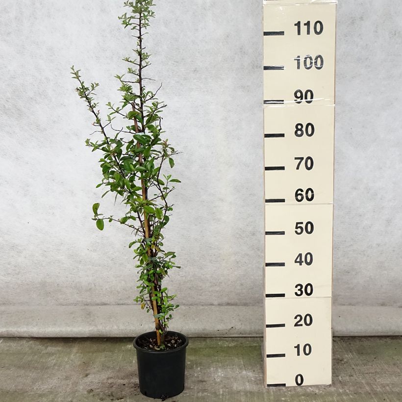 Esemplare di Pyracantha Mohave - Buisson ardent  Pot de 2L/3L consegnato in estate