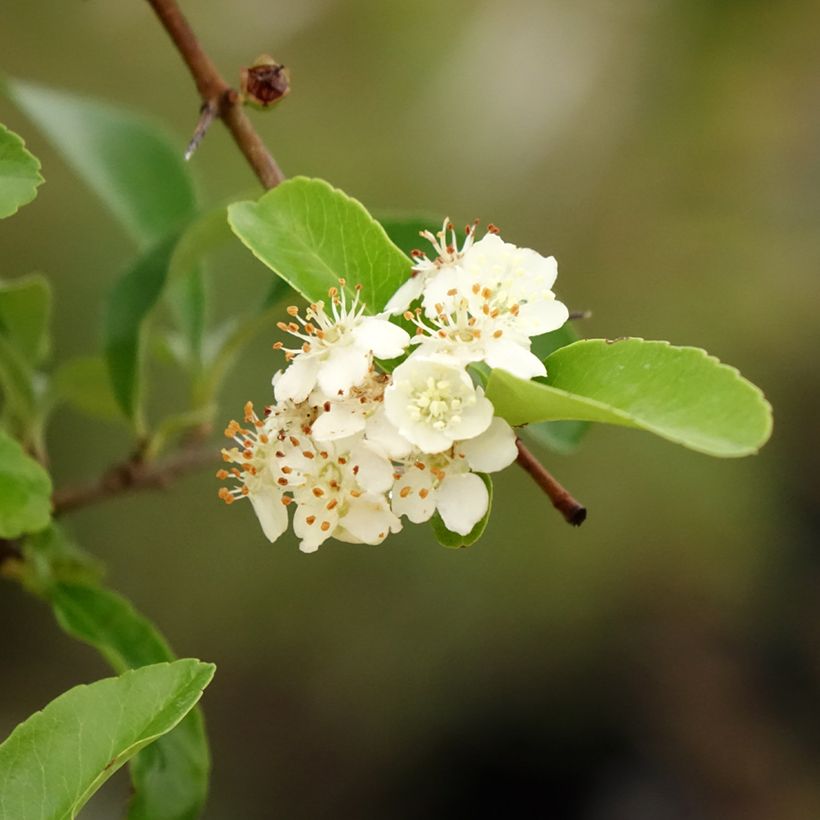 Pyracantha SAPHYR Orange (Fogliame)