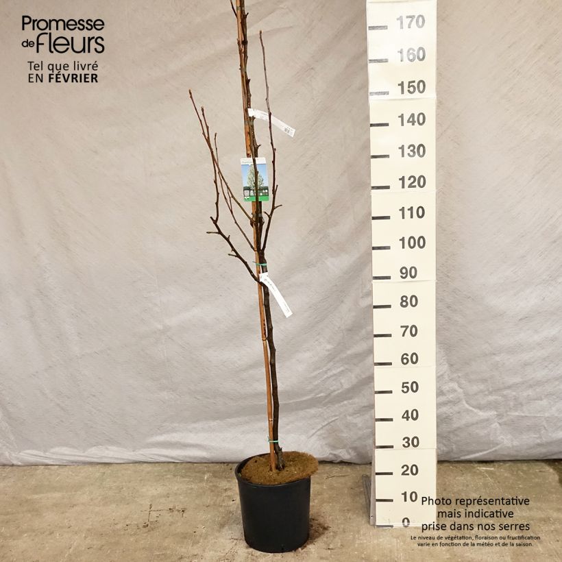 Pyrus calleryana Chanticleer - Poirier d'ornement 175/+cm en pot de 12/15L esemplare consegnato in inverno