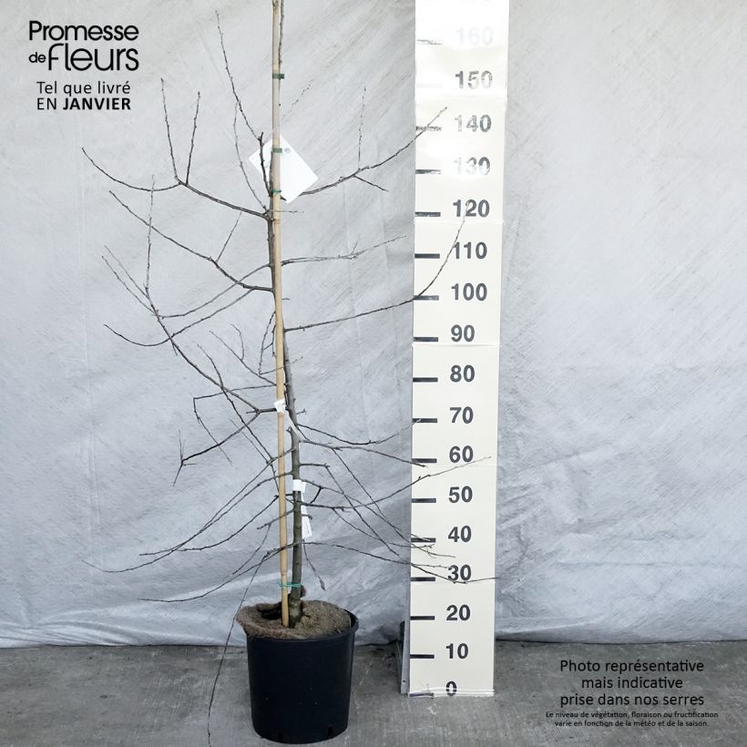 Pyrus salicifolia Pendula - Poirier d'ornement pleureur en pot de 12/15L esemplare consegnato in inverno