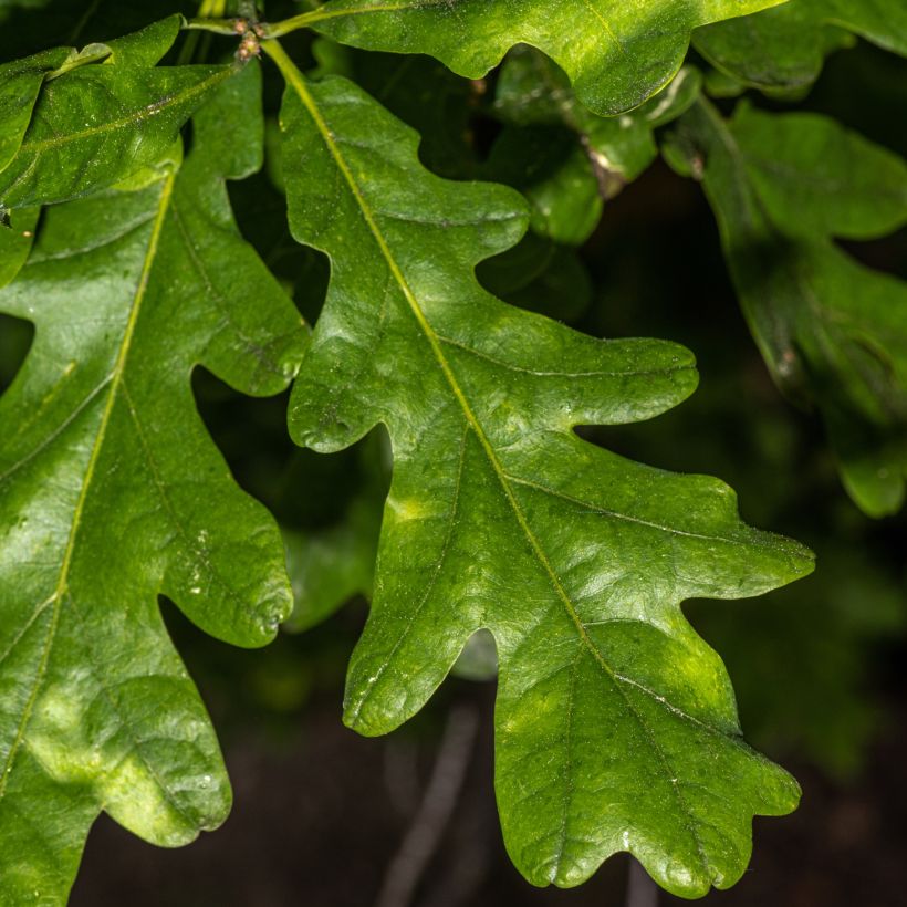 Quercus bimundorum Crimson spire - Quercia colonnare (Fogliame)