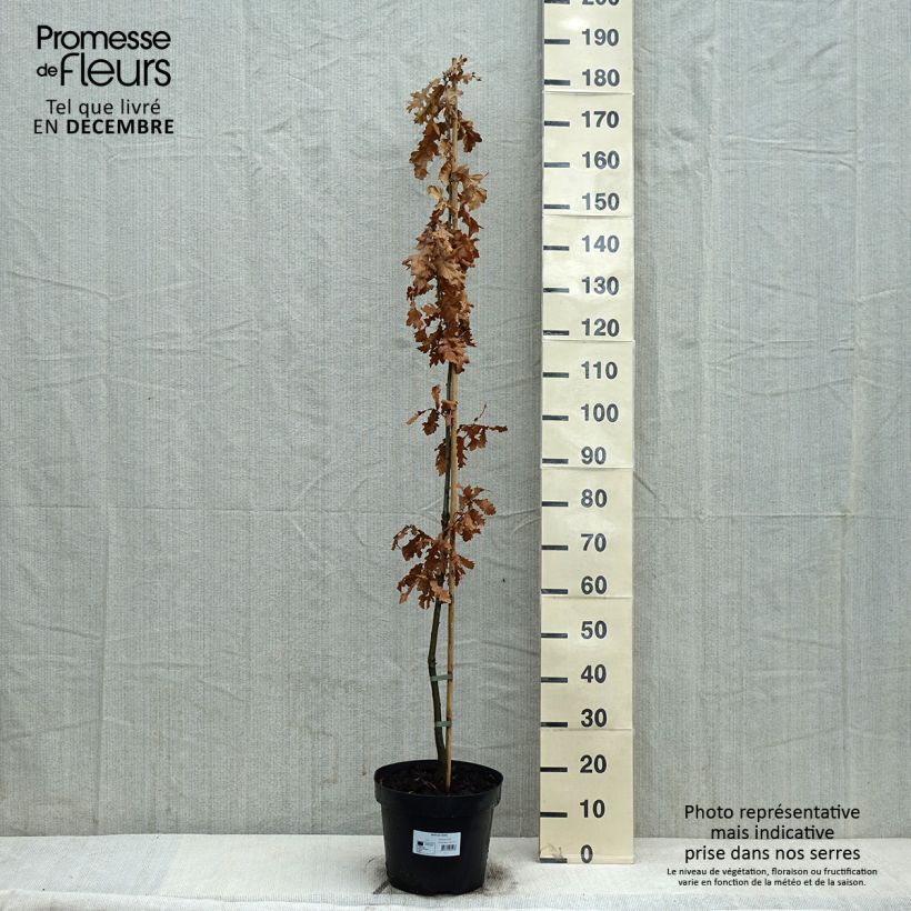 Quercus cerris - Chêne chevelu ou Chêne lombard Pot de 10L esemplare consegnato in inverno