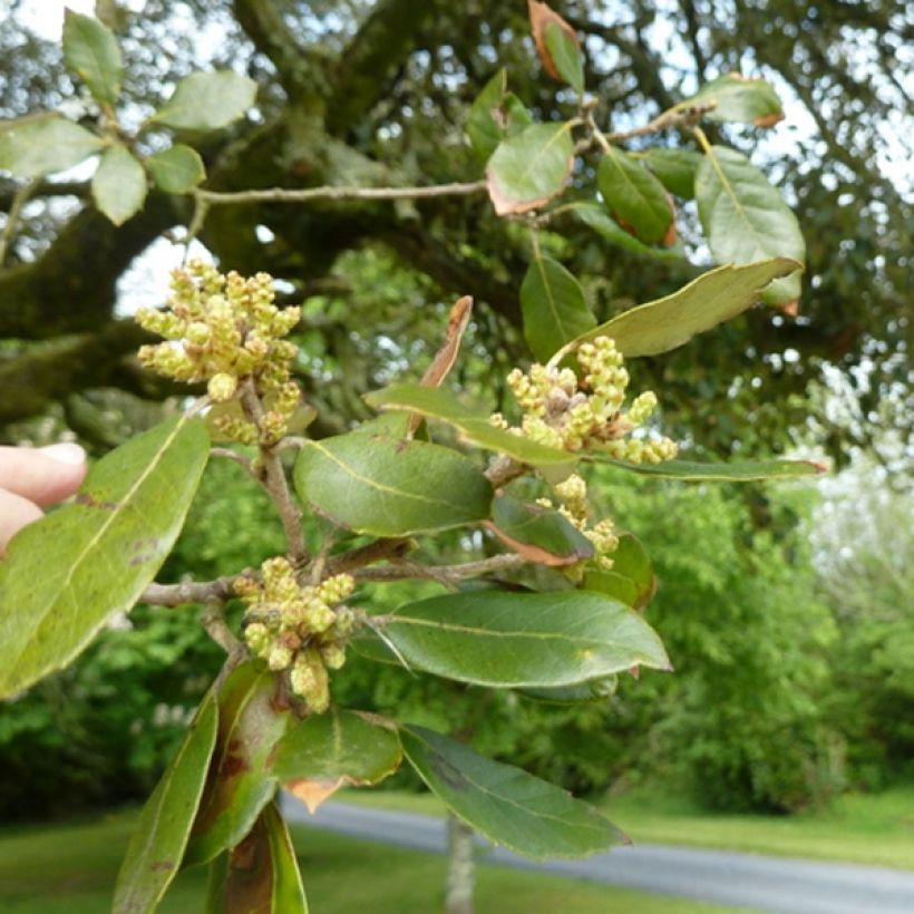 Quercus ilex - Quercia leccio (Fogliame)