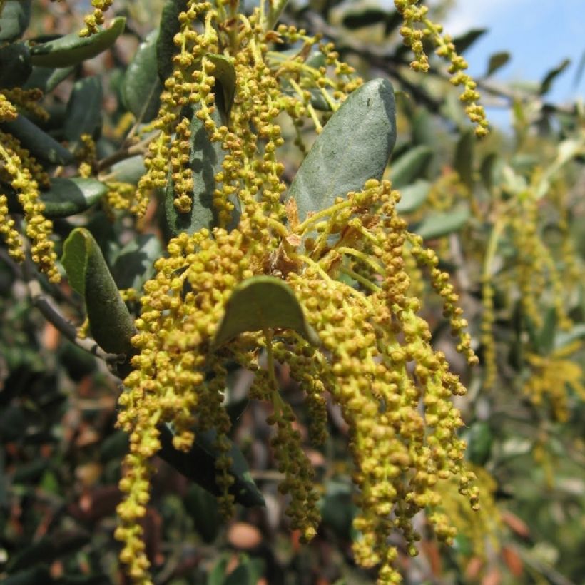 Quercus ilex - Quercia leccio (Fioritura)