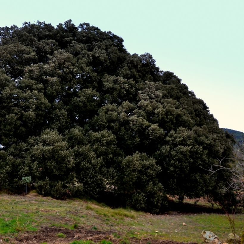 Quercus ilex - Quercia leccio (Porto)