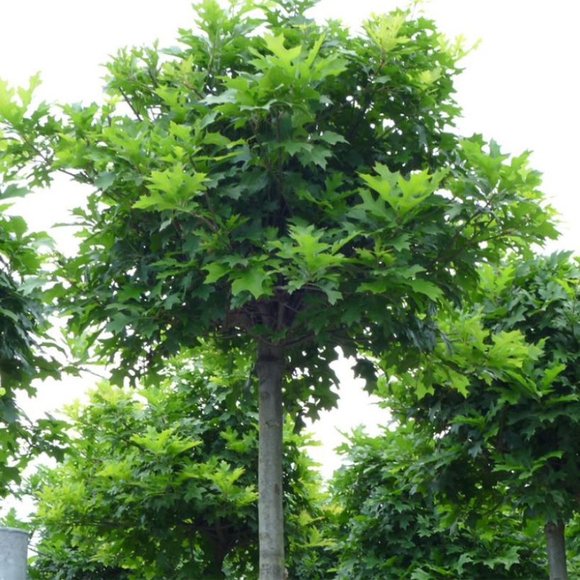 Quercus palustris Green Dwarf - Quercia palustre (Porto)