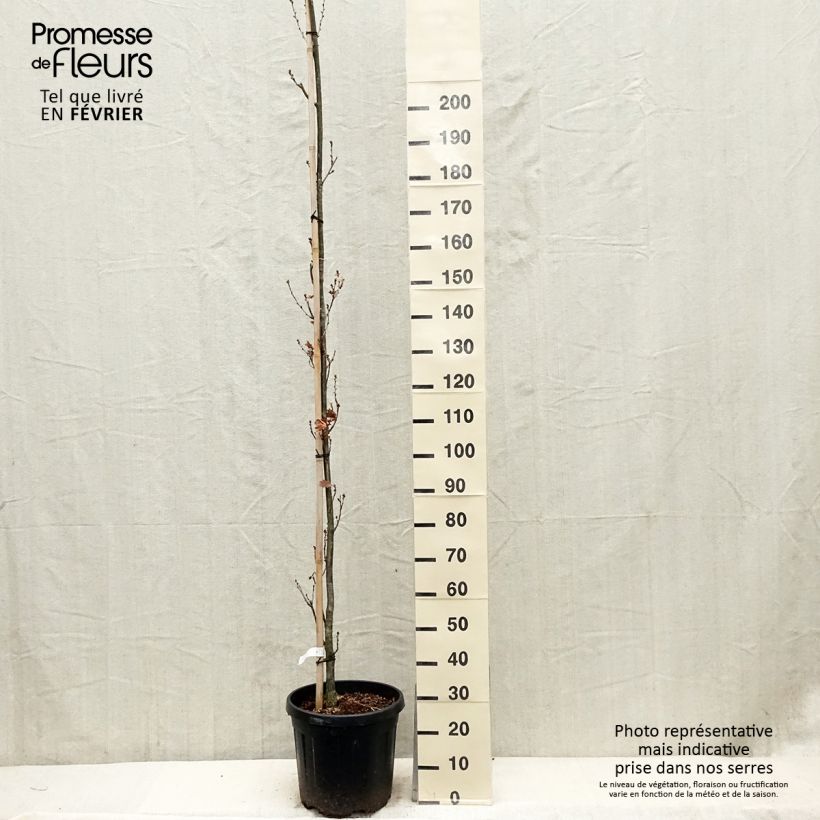 Quercus robur Fastigiata Koster - Chêne pédonculé fastigié Pot de 20/25L esemplare consegnato in inverno