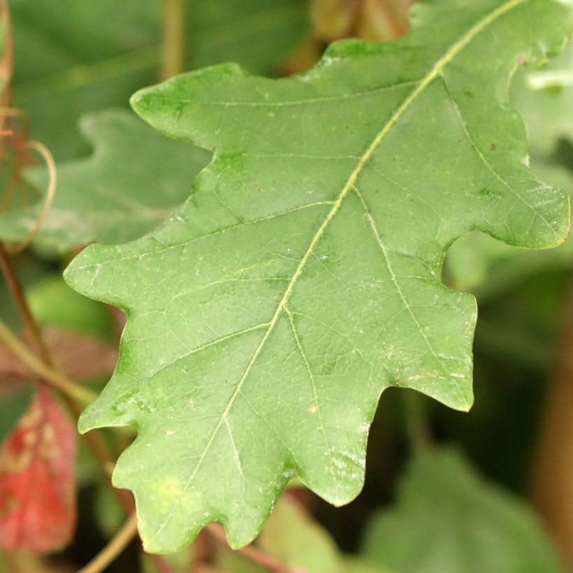 Quercus robur Fastigiata Koster - Farnia (Fogliame)