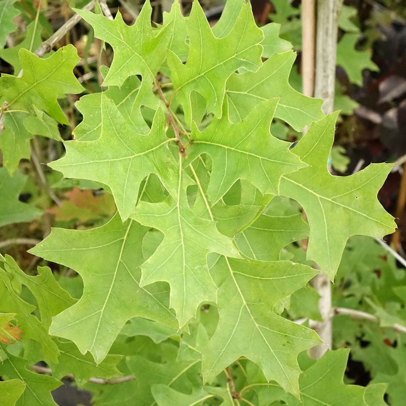 Quercus texana New Madrid - Quercia (Fogliame)