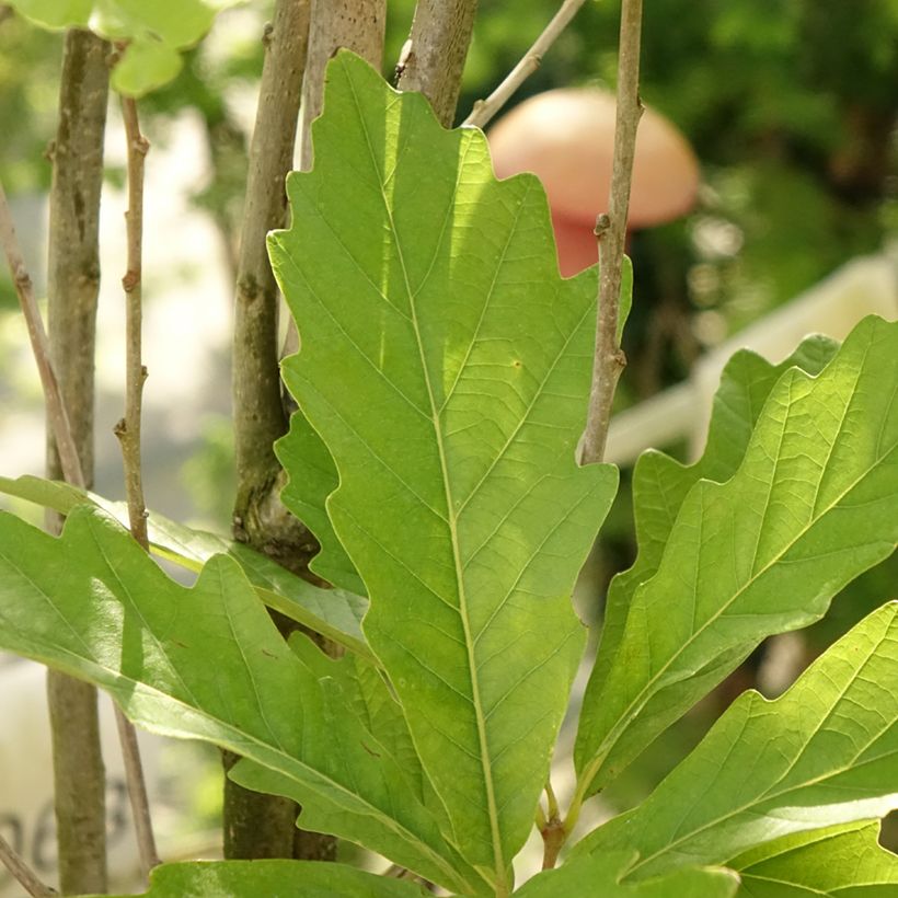 Quercus warei Windcandle - Quercia (Fogliame)