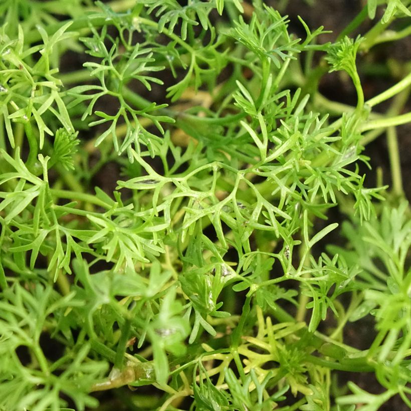 Ranunculus aquatilis - Ranuncolo acquatico (Fogliame)