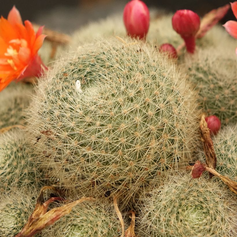 Rebutia sp. (Fogliame)