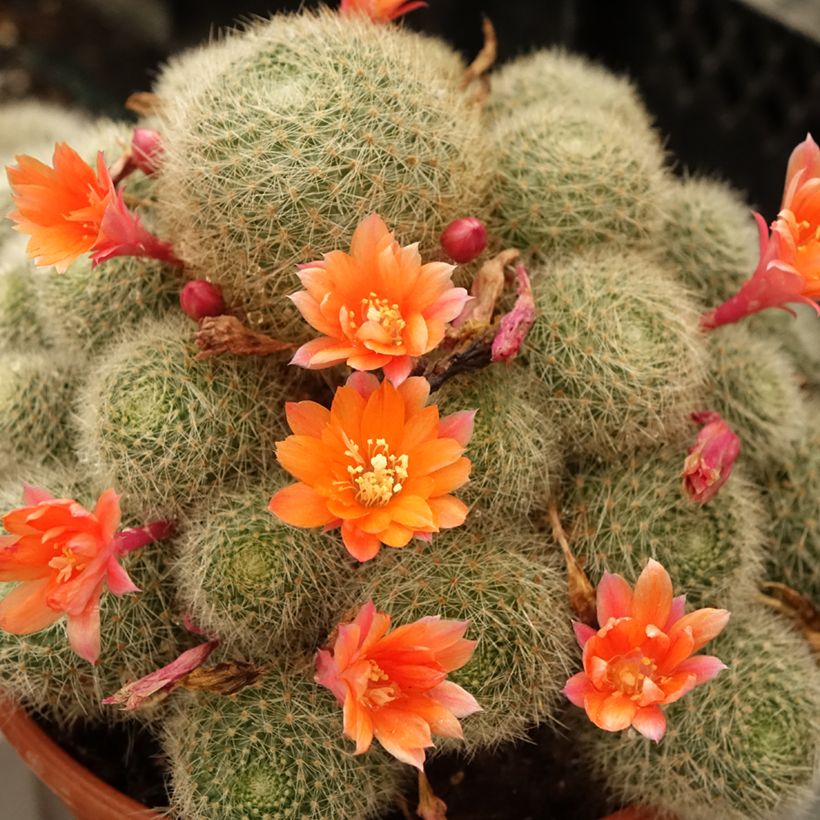 Rebutia sp. (Fioritura)