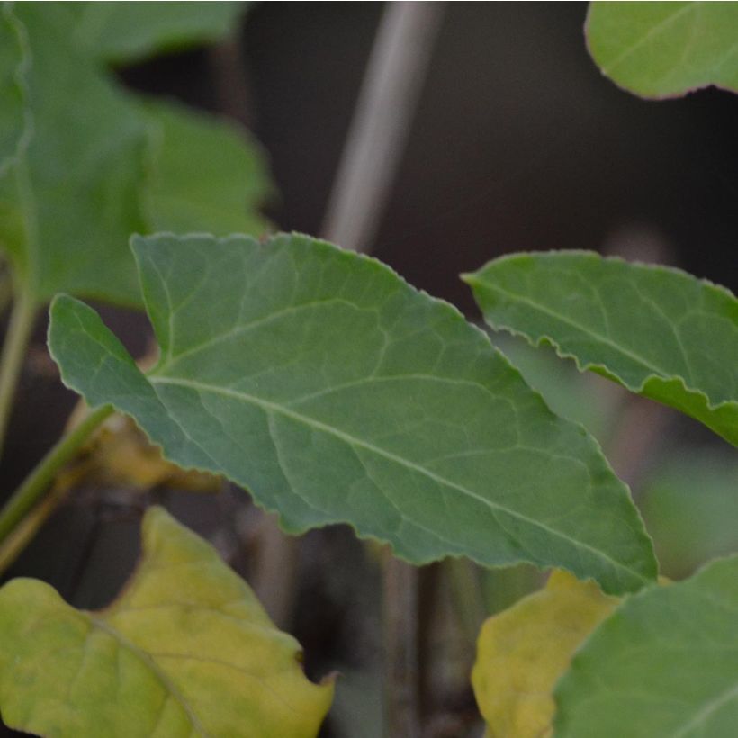 Fallopia aubertii (Fogliame)