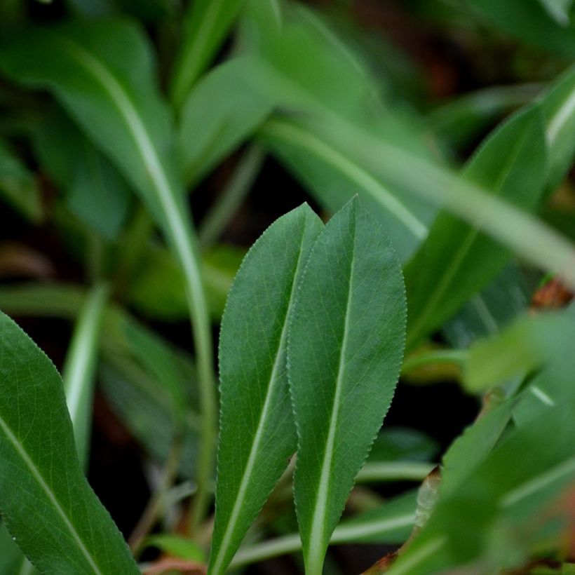 Persicaria affinis Donald Lowndes (Fogliame)