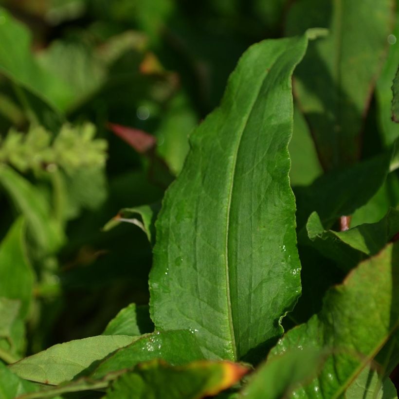 Persicaria amplexicaulis Pink Elephant (Fogliame)