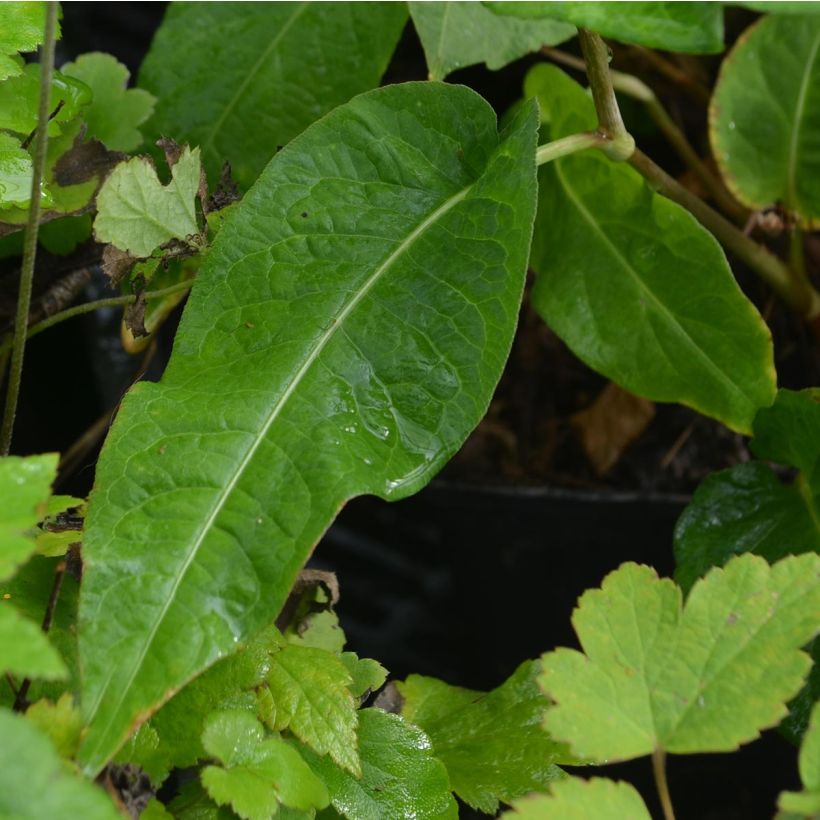 Persicaria amplexicaulis Alba (Fogliame)