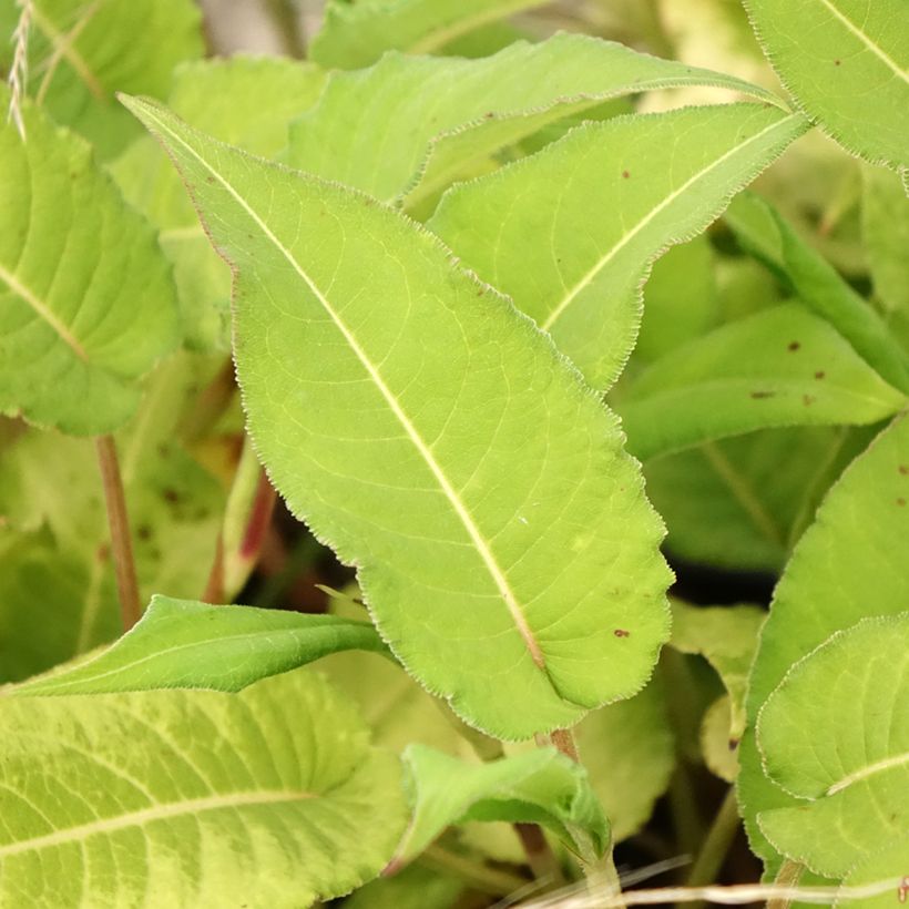 Persicaria amplexicaulis Bloody Mary (Fogliame)