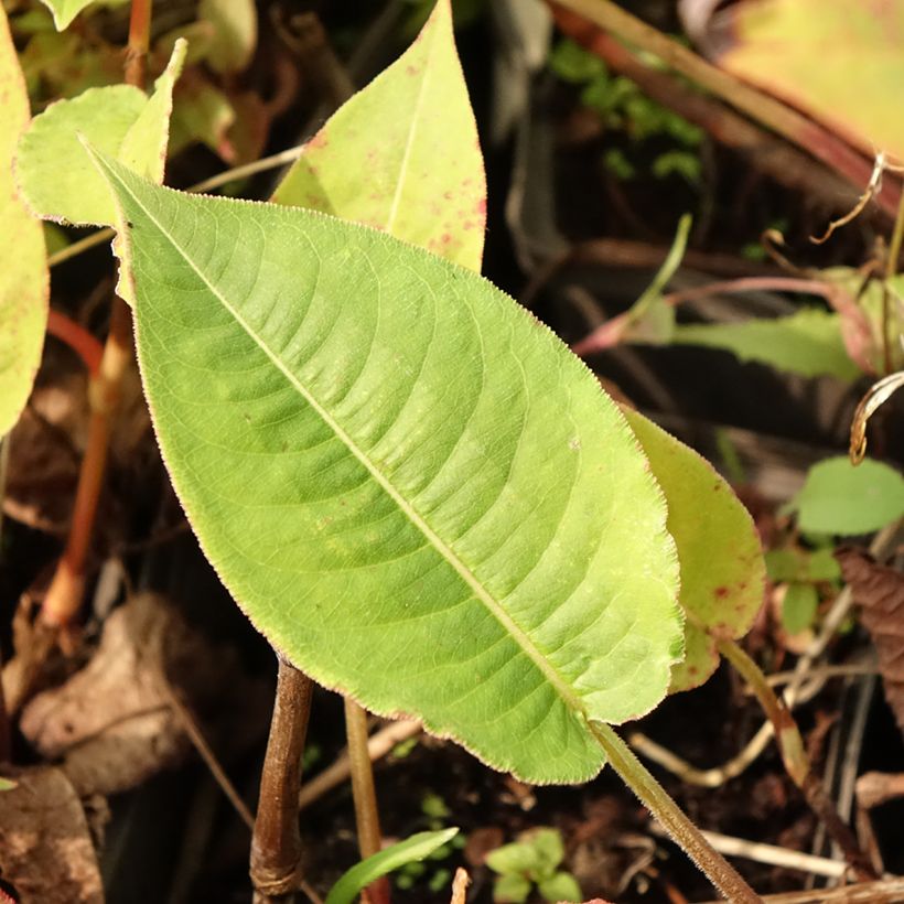 Persicaria amplexicaulis High Society (Fogliame)