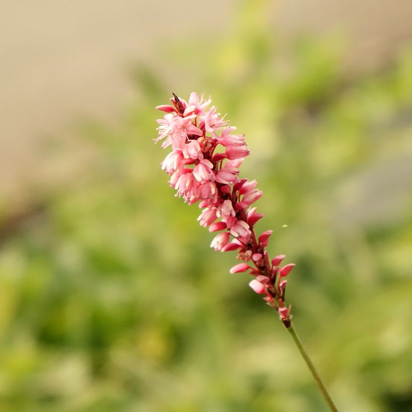 Persicaria amplexicaulis High Society (Fioritura)