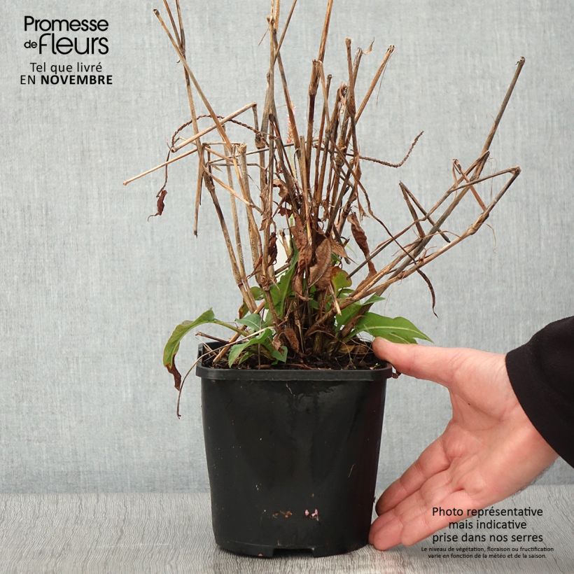 Esemplare di Renouée - Persicaria amplexicaulis Pink Elephant pot de 1.5L/2L come consegnato in autunno