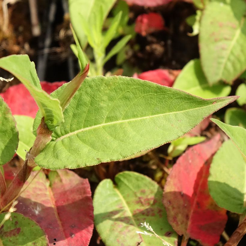 Persicaria amplexicaulis Vesuvius (Fogliame)