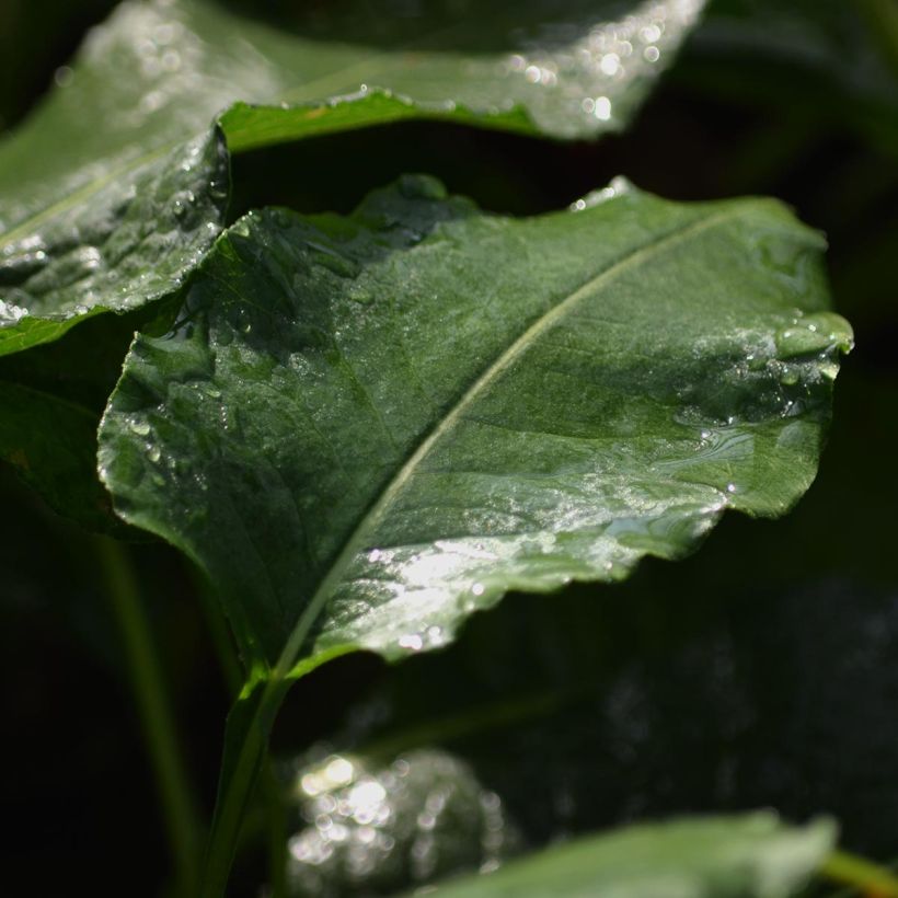 Persicaria bistorta Superba - Bistorta (Fogliame)