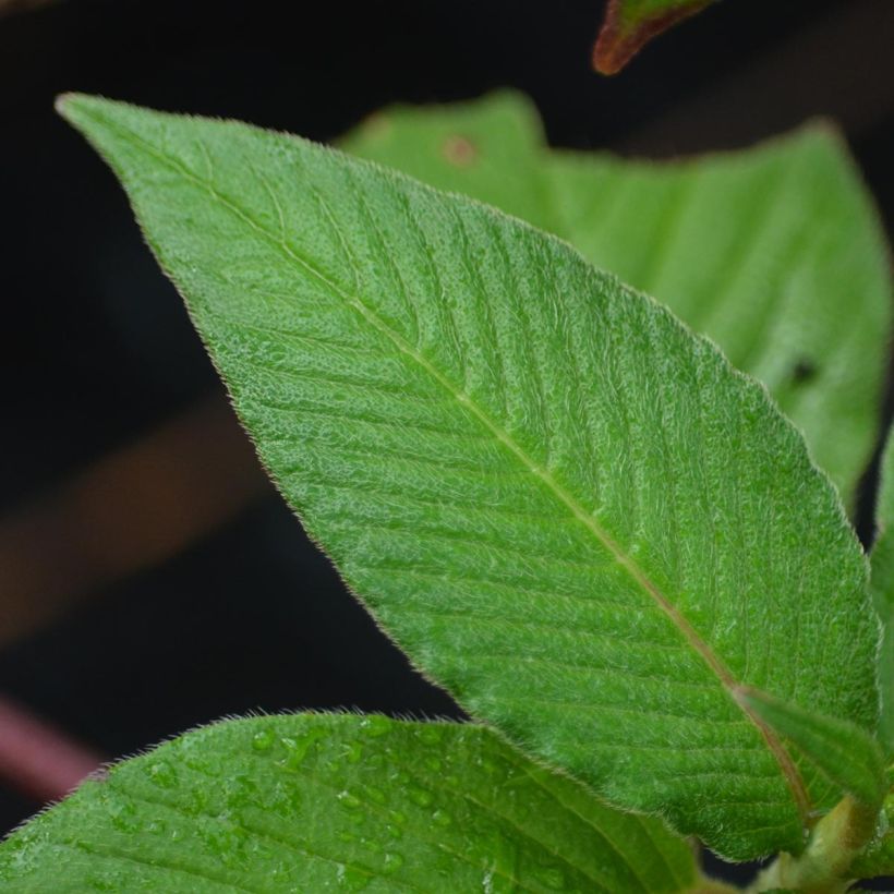 Persicaria campanulata (Fogliame)