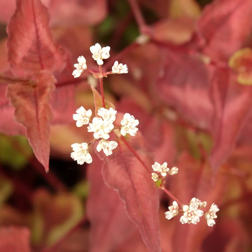 Persicaria microcephala Red Dragon (Fogliame)