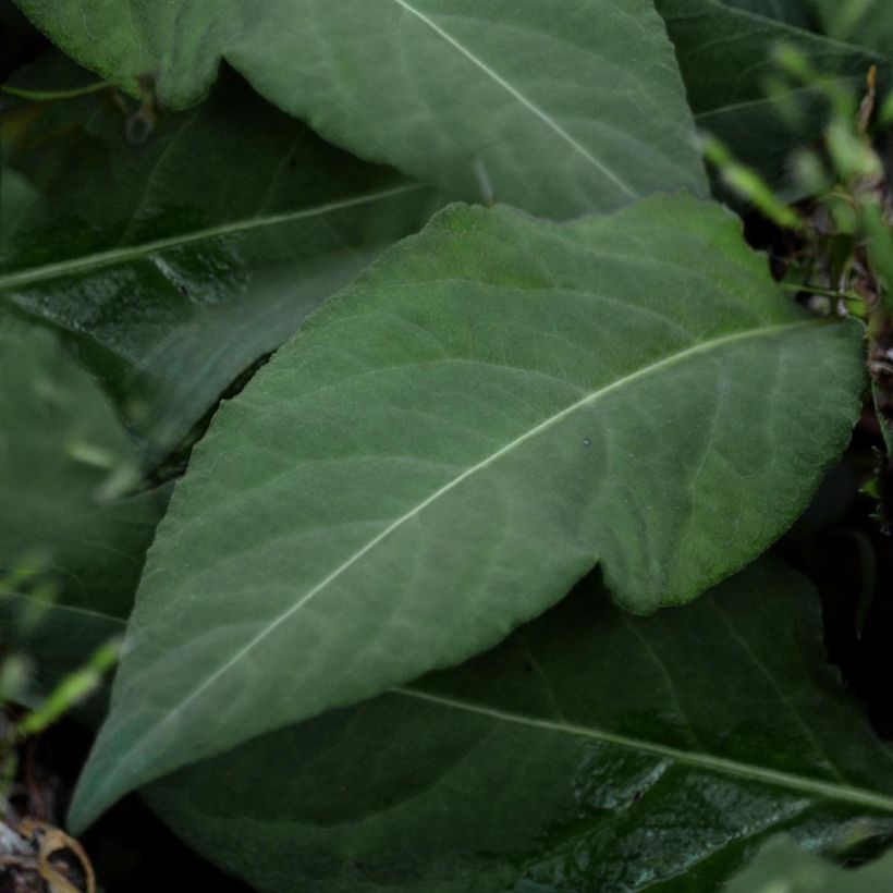 Persicaria tenuicaulis (Fogliame)