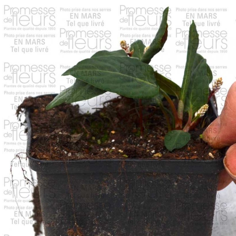 Esempio di esemplare Renouée - Persicaria tenuicaulis Godet de 8/9 cm come consegnato