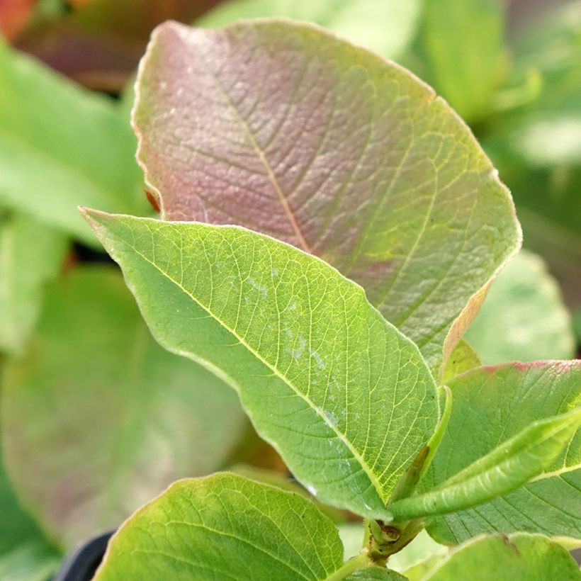 Persicaria weyrichii (Fogliame)