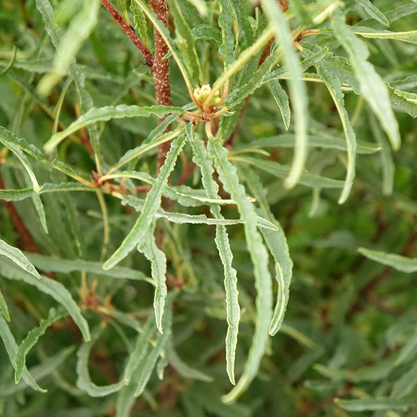 Rhamnus frangula Asplenifolia - Frangola (Fogliame)