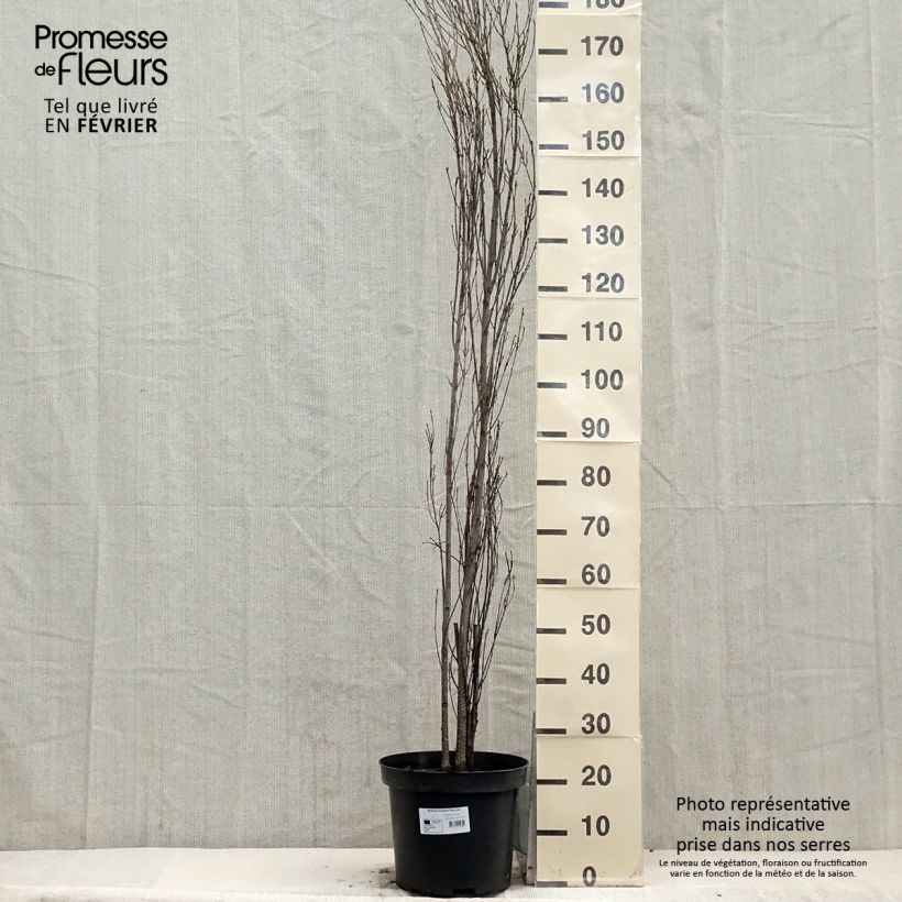 Rhamnus frangula Fine Line - Bourdaine, Frangula alnus pot de 12L/15L esemplare consegnato in inverno