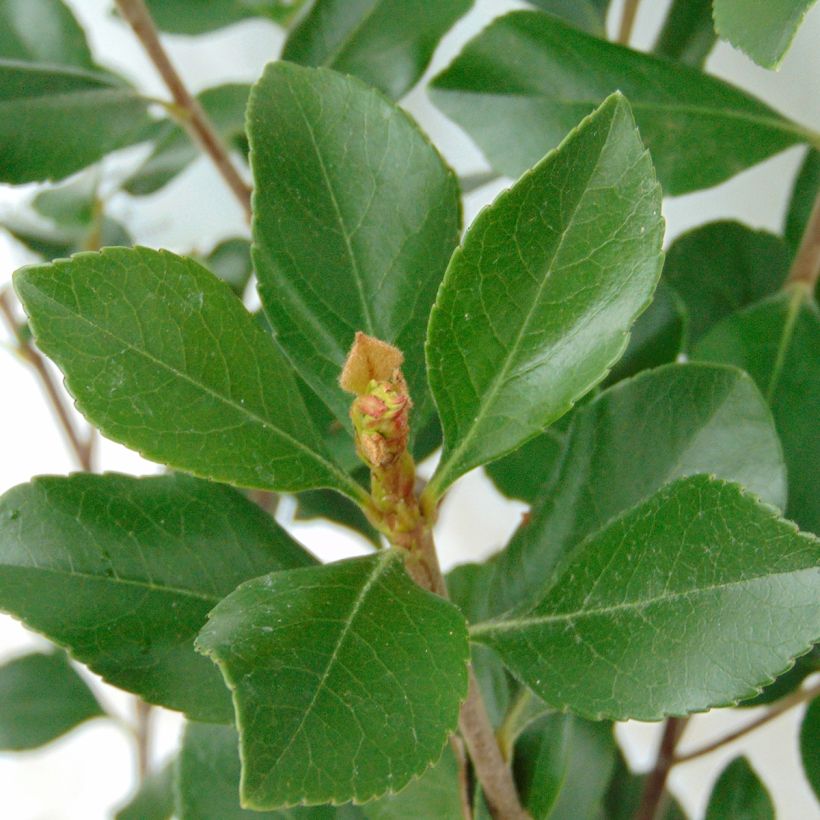 Rhaphiolepis indica Pink Cloud (Fogliame)