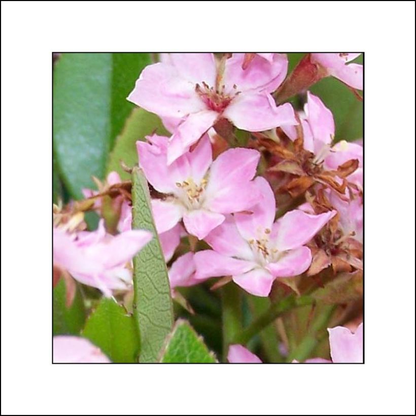 Rhaphiolepis indica Pink Cloud (Fioritura)