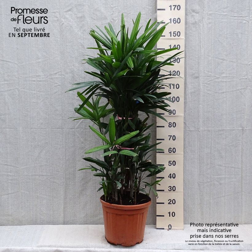 Rhapis excelsa - Palmier bambou Pot de 25L esemplare consegnato in inverno