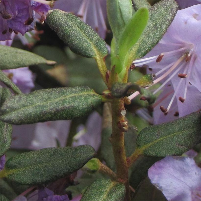 Rhododendron Blue Silver (Fogliame)